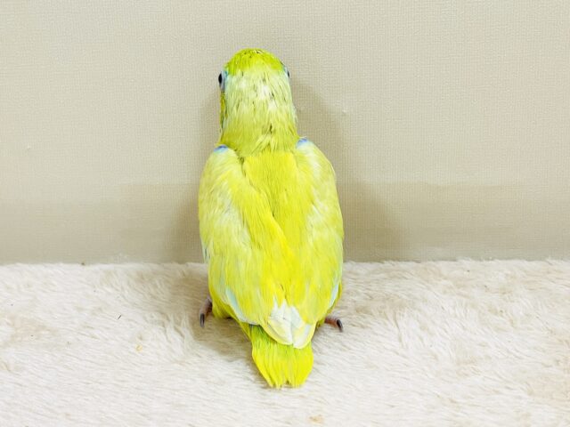 恥ずかしがり屋なちびっこ怪獣くん💛マメルリハ(アメリカンイエロー)男の子 マメルリハ