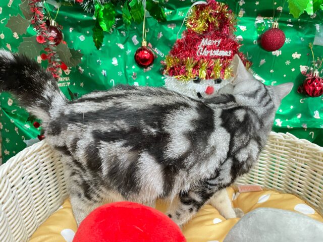 ちょっとツンデレな私💖アメリカンショートヘアー(シルバータビー)🩶🖤女の子💕2025年7月17日生まれ アメリカンショートヘア