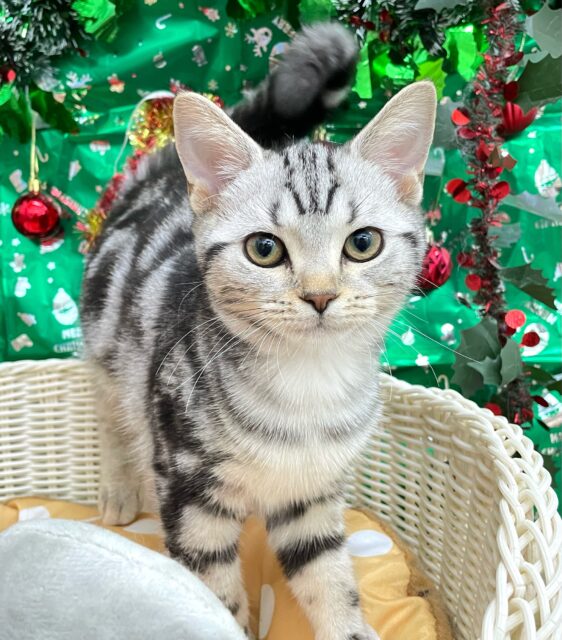 ちょっとツンデレな私💖アメリカンショートヘアー(シルバータビー)🩶🖤女の子💕2025年7月17日生まれ アメリカンショートヘア