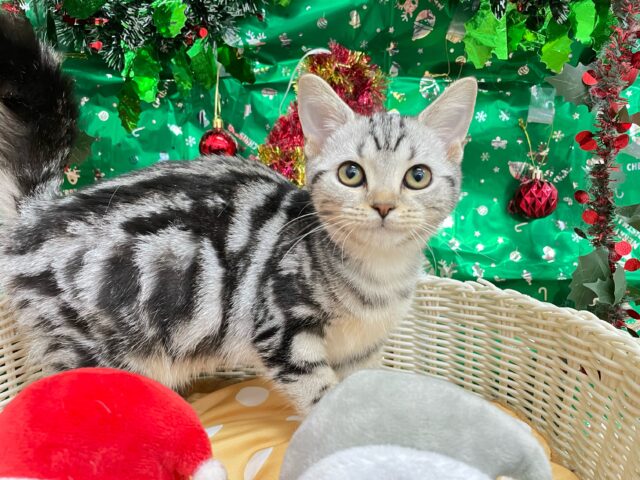 ちょっとツンデレな私💖アメリカンショートヘアー(シルバータビー)🩶🖤女の子💕2025年7月17日生まれ アメリカンショートヘア