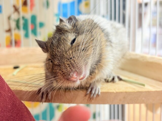 【最新画像】これから大きくなるんだ☺️ミニミニサイズのデグーちゃん(パイド)男の子 デグー