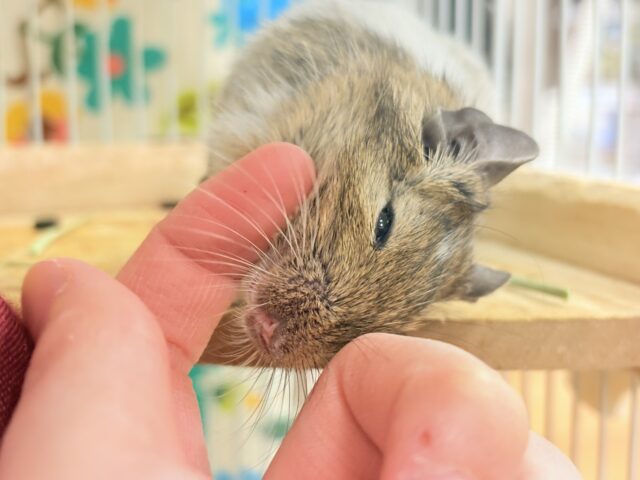 【最新画像】これから大きくなるんだ☺️ミニミニサイズのデグーちゃん(パイド)男の子 デグー