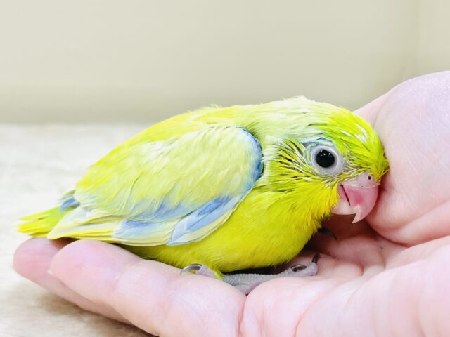 恥ずかしがり屋なちびっこ怪獣くん💛マメルリハ(アメリカンイエロー)男の子 マメルリハ