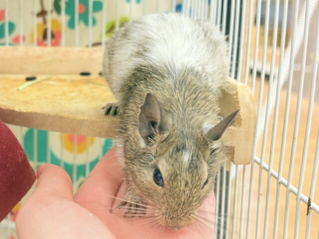 【最新画像】これから大きくなるんだ☺️ミニミニサイズのデグーちゃん(パイド)男の子 デグー