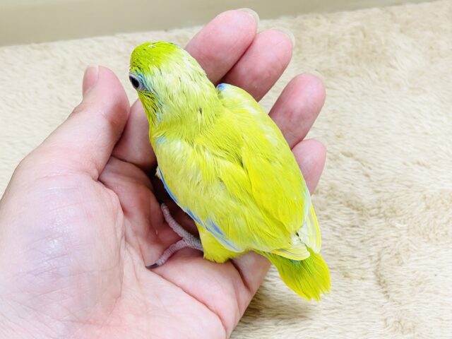 恥ずかしがり屋なちびっこ怪獣くん💛マメルリハ(アメリカンイエロー)男の子 マメルリハ