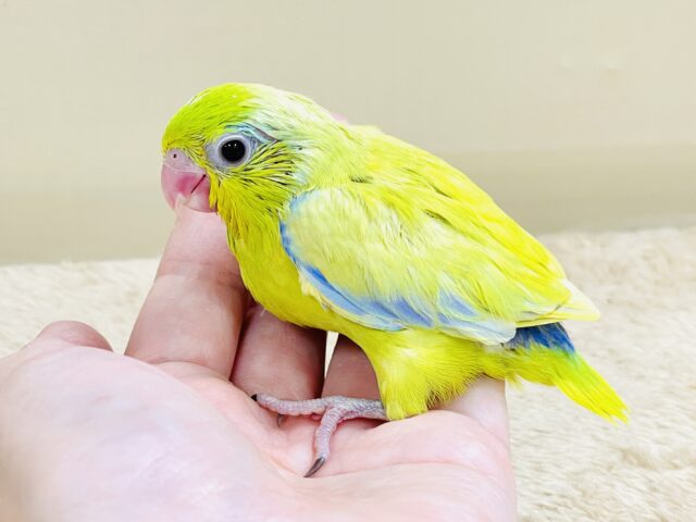 恥ずかしがり屋なちびっこ怪獣くん💛マメルリハ(アメリカンイエロー)男の子 マメルリハ