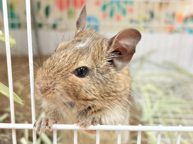 【最新画像】これから大きくなるんだ☺️ミニミニサイズのデグーちゃん(パイド)男の子 デグー