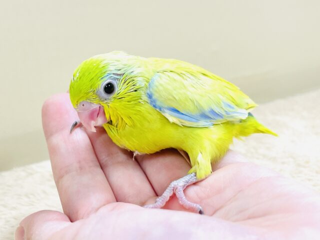 恥ずかしがり屋なちびっこ怪獣くん💛マメルリハ(アメリカンイエロー)男の子 マメルリハ