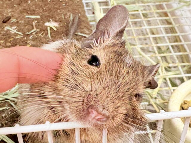 【最新画像】これから大きくなるんだ☺️ミニミニサイズのデグーちゃん(パイド)男の子 デグー