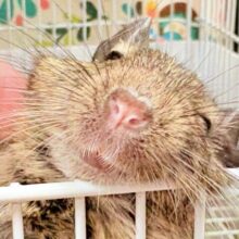 これから大きくなるんだ☺️ミニミニサイズのデグーちゃん（パイド）男の子