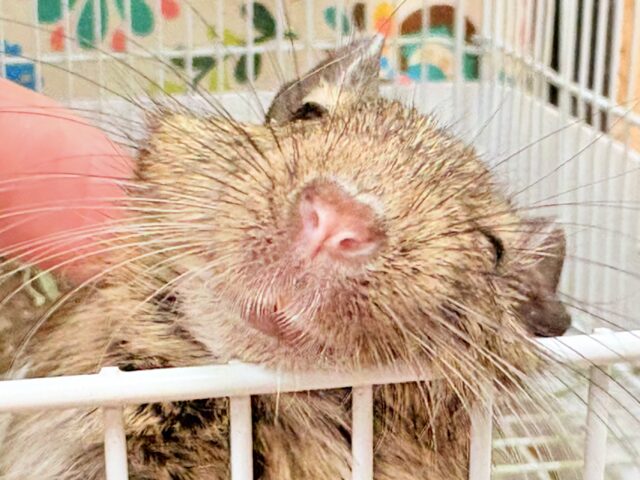 【最新画像】これから大きくなるんだ☺️ミニミニサイズのデグーちゃん(パイド)男の子 デグー