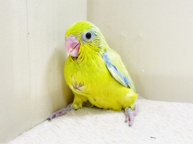 恥ずかしがり屋なちびっこ怪獣くん💛マメルリハ(アメリカンイエロー)男の子 マメルリハ