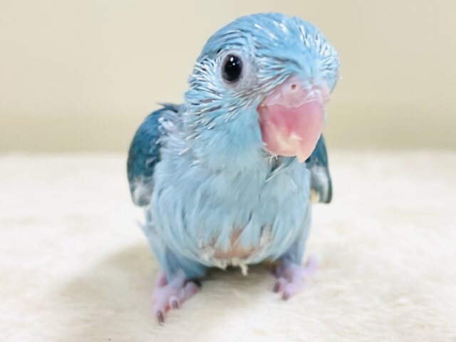 元気いっぱい💙好奇心旺盛✨マメルリハ(ブルー)女の子 マメルリハ