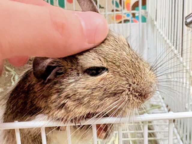 【最新画像】これから大きくなるんだ☺️ミニミニサイズのデグーちゃん(パイド)男の子 デグー