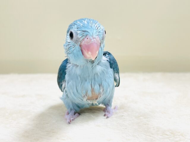 元気いっぱい💙好奇心旺盛✨マメルリハ(ブルー)女の子 マメルリハ