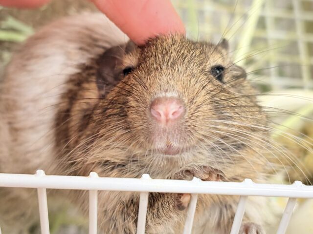【最新画像】これから大きくなるんだ☺️ミニミニサイズのデグーちゃん(パイド)男の子 デグー