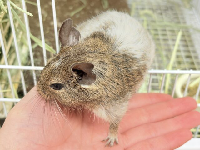 【最新画像】これから大きくなるんだ☺️ミニミニサイズのデグーちゃん(パイド)男の子 デグー