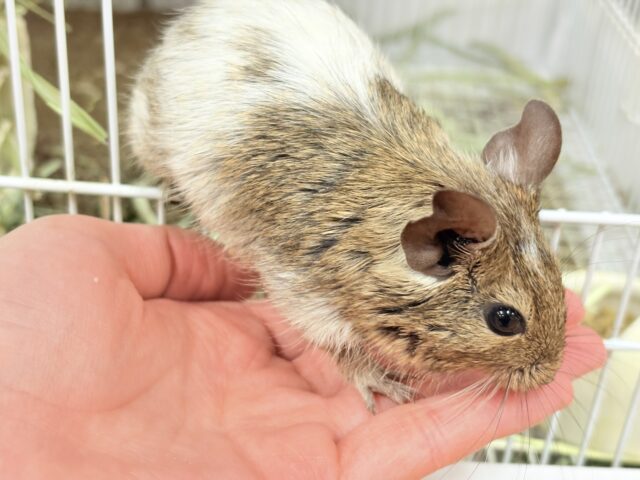 【最新画像】これから大きくなるんだ☺️ミニミニサイズのデグーちゃん(パイド)男の子 デグー