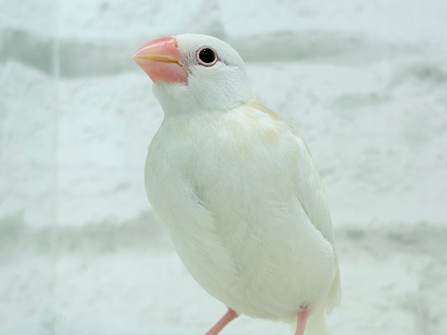 【最新画像更新🪄】純白の眠りヒナ🐣🤍アルビノ文鳥 ヒナ