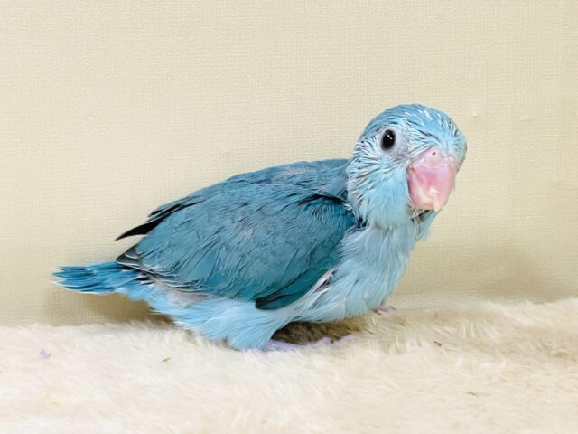 元気いっぱい💙好奇心旺盛✨マメルリハ(ブルー)女の子 マメルリハ