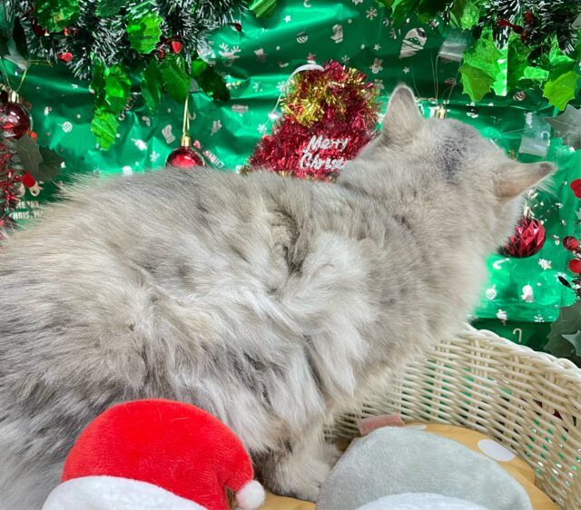 💙美しいBLUE💙ラガマフィン(ブルータビー)💙女の子💖2025年5月25日生まれ ラガマフィン