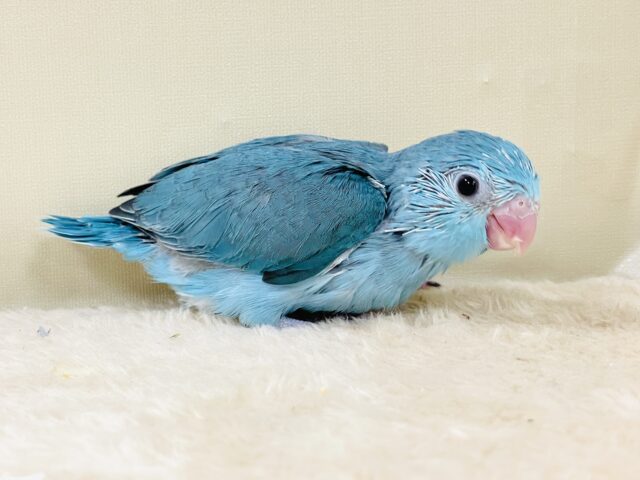 元気いっぱい💙好奇心旺盛✨マメルリハ(ブルー)女の子 マメルリハ