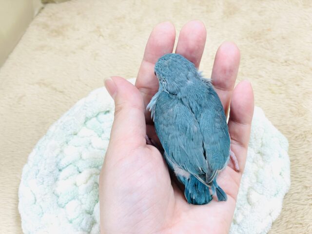 元気いっぱい💙好奇心旺盛✨マメルリハ(ブルー)女の子 マメルリハ