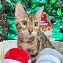 ⭐️イケメン登場⭐️ベンガル(ブラウンスポテッドタビー)💛‪🤎男の子💙2025年7月10日生まれ