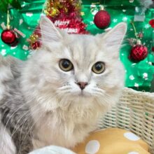 💙美しいBLUE💙ラガマフィン(ブルータビー)💙女の子💖2025年5月25日生まれ