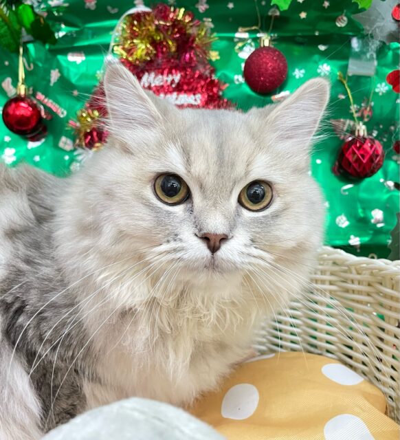 💙美しいBLUE💙ラガマフィン(ブルータビー)💙女の子💖2025年5月25日生まれ ラガマフィン