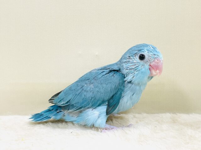 元気いっぱい💙好奇心旺盛✨マメルリハ(ブルー)女の子 マメルリハ