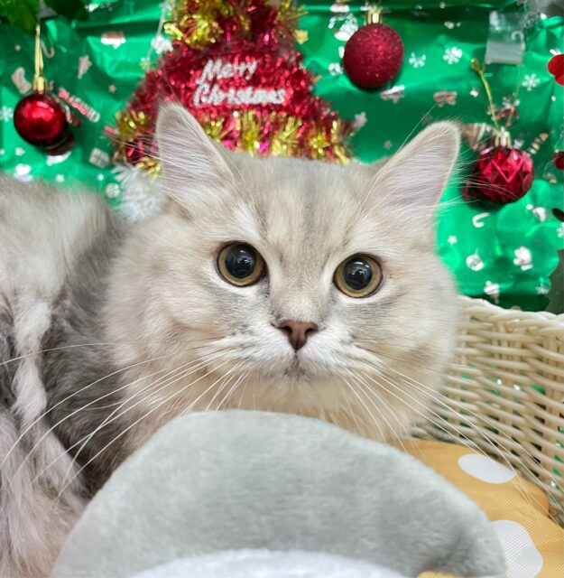 💙美しいBLUE💙ラガマフィン(ブルータビー)💙女の子💖2025年5月25日生まれ ラガマフィン