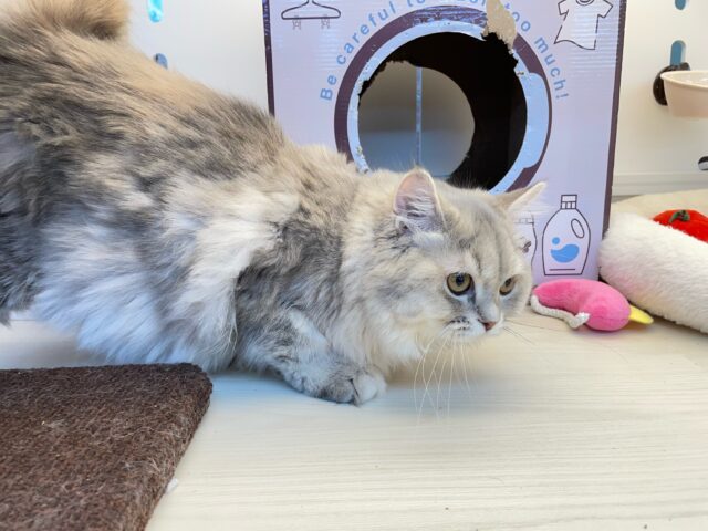 💙美しいBLUE💙ラガマフィン(ブルータビー)💙女の子💖2025年5月25日生まれ ラガマフィン