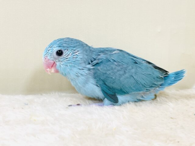 元気いっぱい💙好奇心旺盛✨マメルリハ（ブルー）女の子