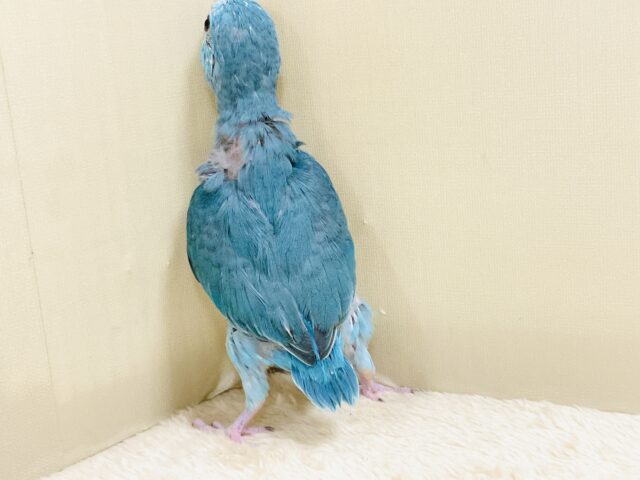 元気いっぱい💙好奇心旺盛✨マメルリハ(ブルー)女の子 マメルリハ