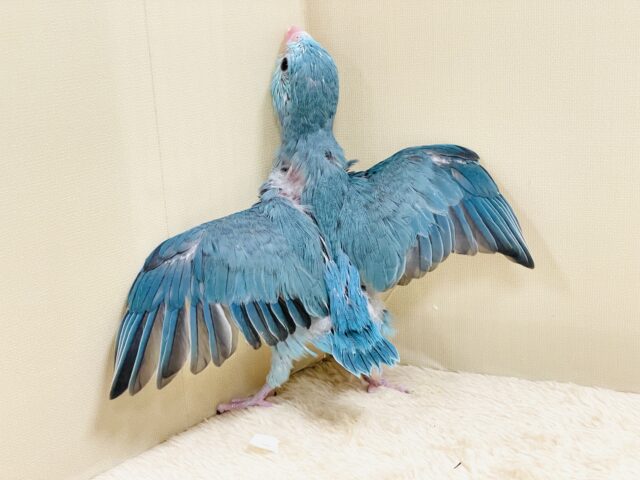 元気いっぱい💙好奇心旺盛✨マメルリハ(ブルー)女の子 マメルリハ