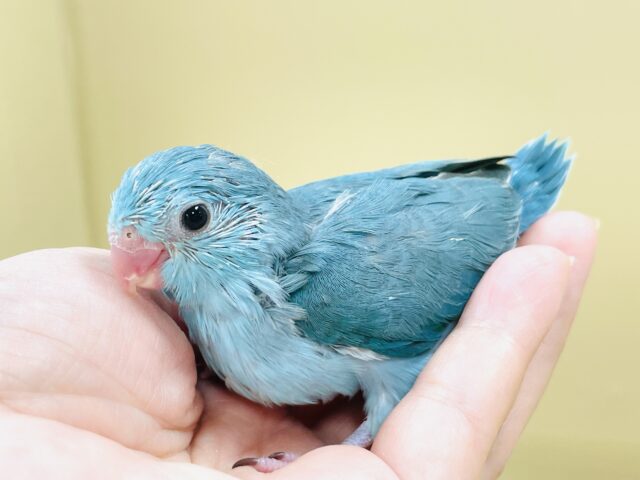 元気いっぱい💙好奇心旺盛✨マメルリハ(ブルー)女の子 マメルリハ