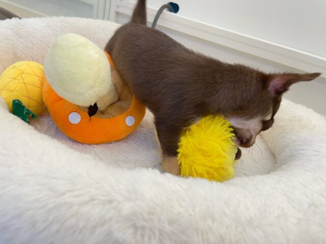 なでなでして💖スムースチワワ(チョコレートタン&ホワイト)🍫🍼男の子💙2025年9月27日生まれ チワワ