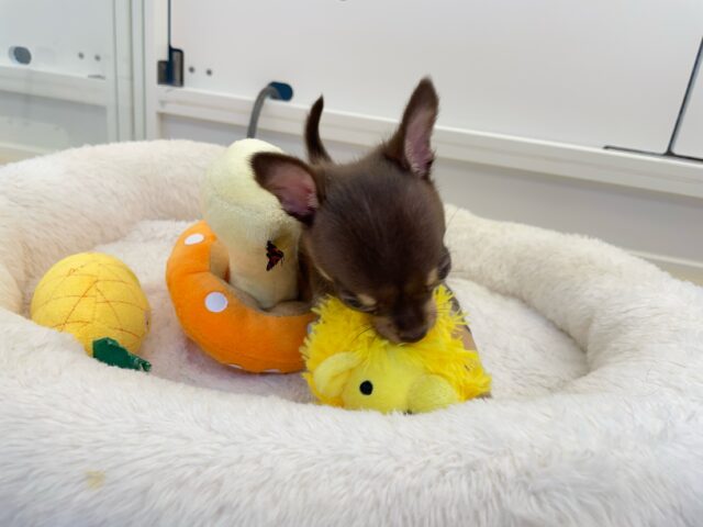 なでなでして💖スムースチワワ(チョコレートタン&ホワイト)🍫🍼男の子💙2025年9月27日生まれ チワワ