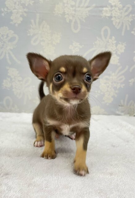 なでなでして💖スムースチワワ(チョコレートタン&ホワイト)🍫🍼男の子💙2025年9月27日生まれ チワワ