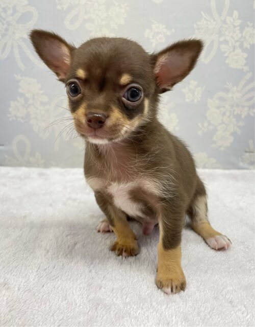 なでなでして💖スムースチワワ(チョコレートタン&ホワイト)🍫🍼男の子💙2025年9月27日生まれ チワワ