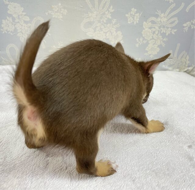 なでなでして💖スムースチワワ(チョコレートタン&ホワイト)🍫🍼男の子💙2025年9月27日生まれ チワワ