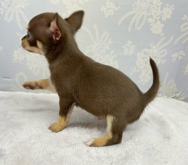 なでなでして💖スムースチワワ(チョコレートタン&ホワイト)🍫🍼男の子💙2025年9月27日生まれ チワワ