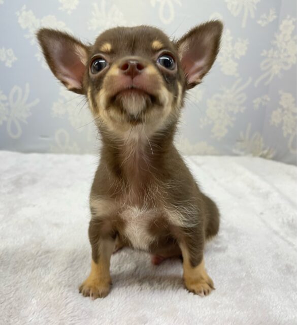 なでなでして💖スムースチワワ(チョコレートタン&ホワイト)🍫🍼男の子💙2025年9月27日生まれ チワワ