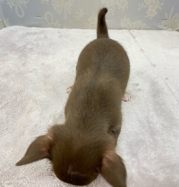 なでなでして💖スムースチワワ(チョコレートタン&ホワイト)🍫🍼男の子💙2025年9月27日生まれ チワワ