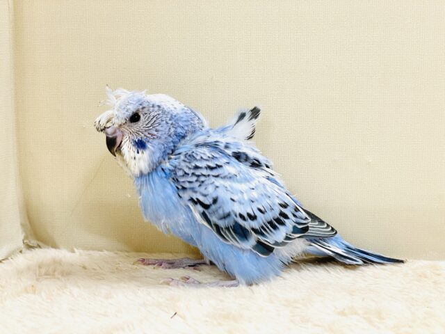 天使の羽がついたカッパちゃん🪽セキセイインコ(オパーリン)ヒナ 梵天セキセイインコ