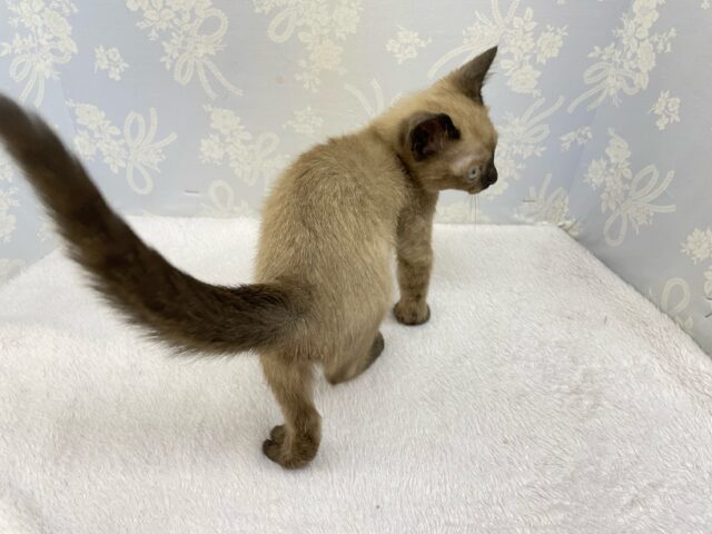 ✨甘えん坊さん✨バーミーズ(シャンパン)🥂男の子💙2025年9月27日生まれ バーミーズ