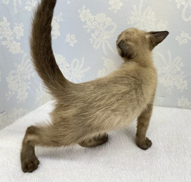 ✨甘えん坊さん✨バーミーズ(シャンパン)🥂男の子💙2025年9月27日生まれ バーミーズ