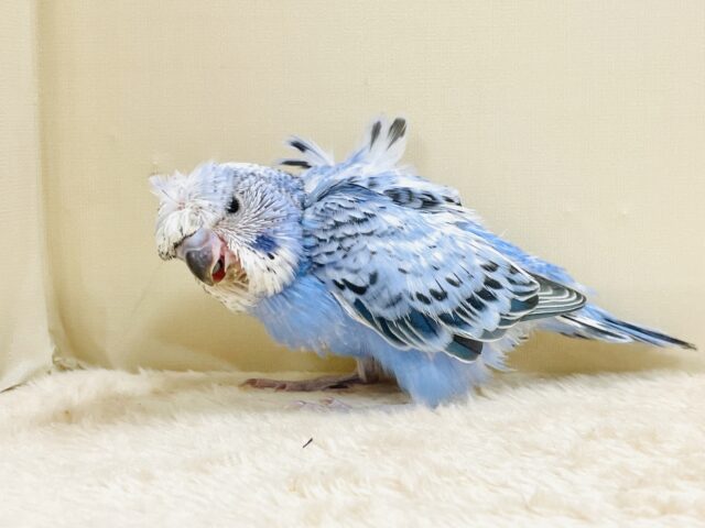 天使の羽がついたカッパちゃん🪽セキセイインコ(オパーリン)ヒナ 梵天セキセイインコ