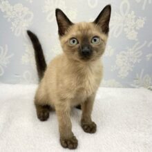 ✨甘えん坊さん✨バーミーズ(シャンパン)🥂男の子💙2025年9月27日生まれ